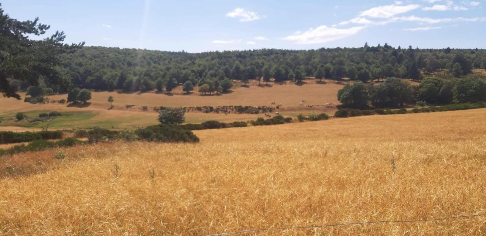 Gite Le Petit Nice Pradelles Εξωτερικό φωτογραφία